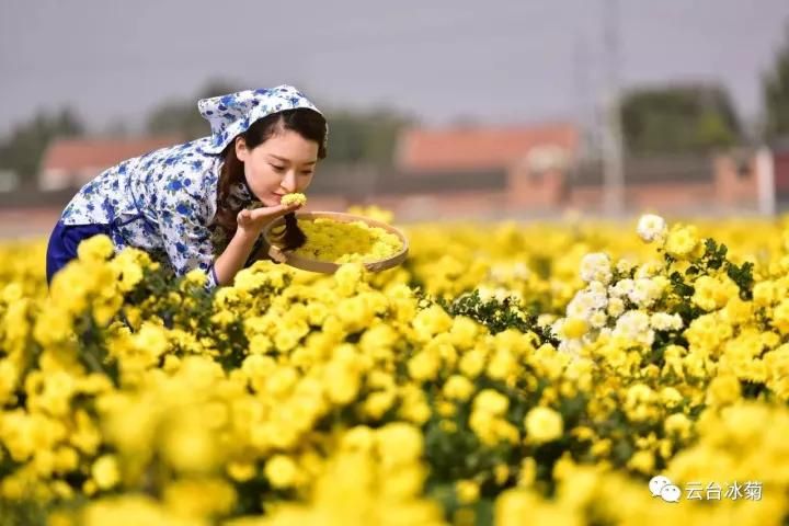 云臺(tái)冰菊基地發(fā)生了什么？一批批領(lǐng)導(dǎo)專家團(tuán)隊(duì)前來！