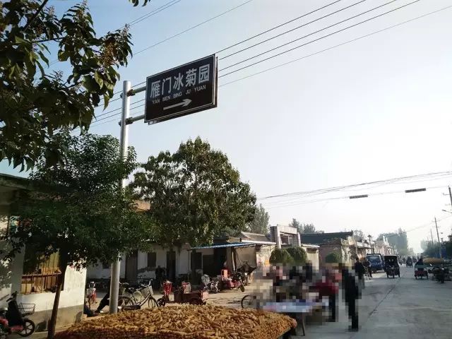 如何找到云臺冰菊？怎樣找到云臺冰菊？